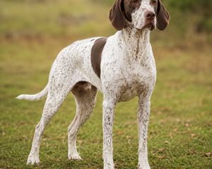 Braque français, type pyrénées – fransk stående fågelhund med smidig kropp och vänligt uttryck
