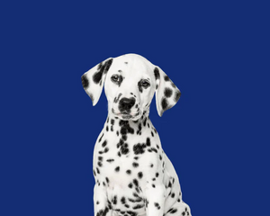 Collection image for: Hundprodukter