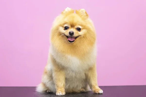 Pomeranian