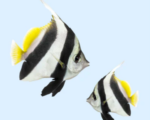 Fisk
