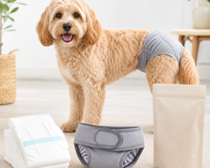 Hund med hundblöja och tikskydd i ljus hemmiljö hos Zoostar djurbutik online
