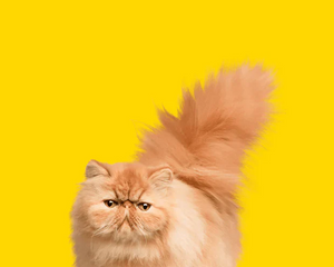 Collection image for: Kattprodukter