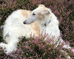 Collection image for: Borzoi