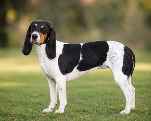 Schweizisk stövare/berner – rasguide och rasanpassat hundfoder hos Zoostar
