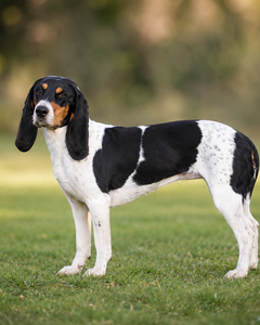 Schweizisk stövare/berner – rasguide och rasanpassat hundfoder hos Zoostar