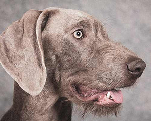 Collection image for: Slovakian Rough Haired Pointer