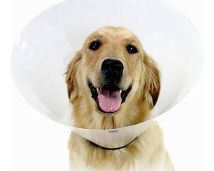 Kvp Elizabethan Hundhalsband Kvp Check Transparent (23-32 Cm)