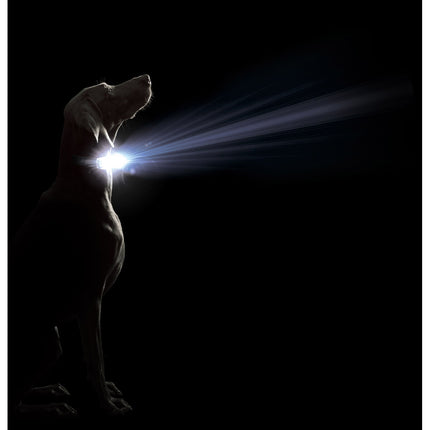 Dog Gone Smart Hundhalsband Dog Gone Smart Röd 12 Ljus