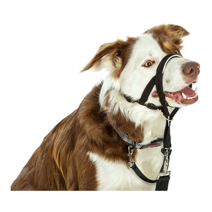 Company Of Animals Hund Utbildning Kragar Company Of Animals Halti Svart Munkorg (29-36 Cm)
