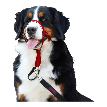 Company Of Animals Hund Utbildning Kragar Company Of Animals Halti Munkorg (31-40 Cm)