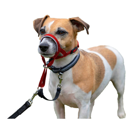 Company Of Animals Hund Utbildning Kragar Company Of Animals Halti Munkorg (31-40 Cm)