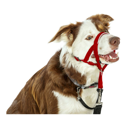 Company Of Animals Hund Utbildning Kragar Company Of Animals Halti Munkorg (31-40 Cm)