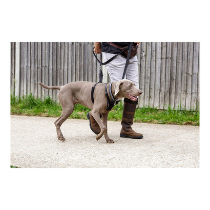 Company Of Animals Hundsele Company Of Animals Halti Storlek M (34-56 Cm)