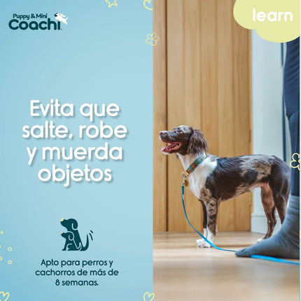 Coachi Hundsele Coachi