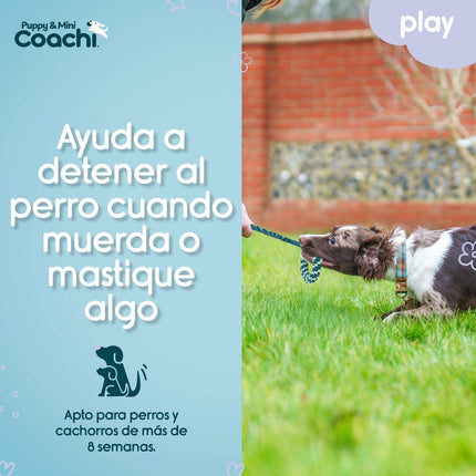Coachi Hundsele Coachi
