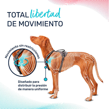 Company Of Animals Hundsele Company Of Animals Turkos S 28-42 Cm