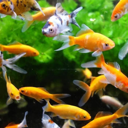 Aimé Water Filter Aimé