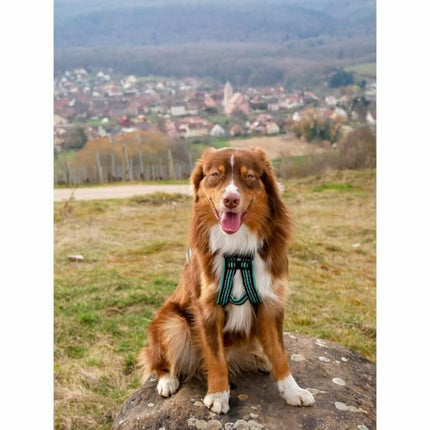 Olympia Hundsele Olympia M