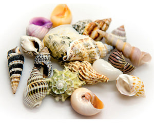 Akvastabil Snäckor Akvastabil Sea