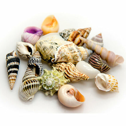 Akvastabil Snäckor Akvastabil Sea