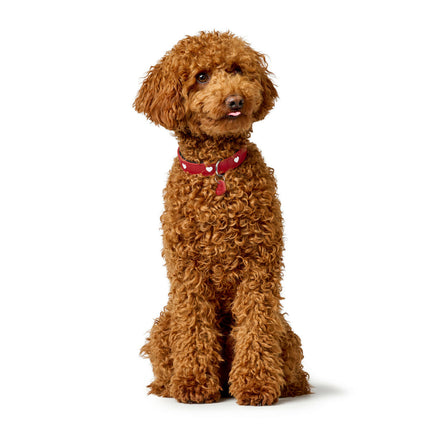 Hunter Hundhalsband Hunter Love Xs/S 30-34 Cm Rojo/Blanco