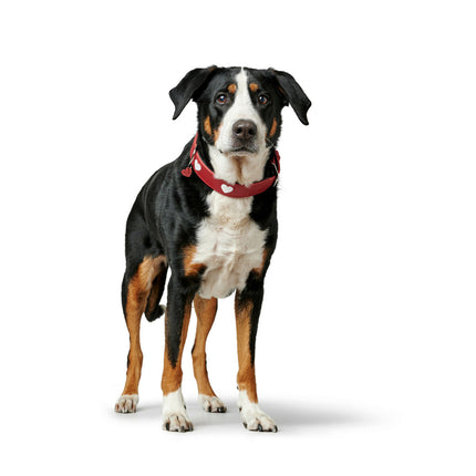 Hunter Hundhalsband Hunter Love M 41-49 Cm Röd