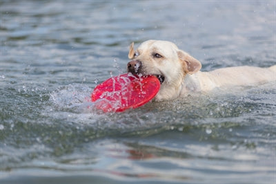 Trixie Hundescheibe Schwimmend Tpr Sortiert 22X22X22 Cm 3 Stück