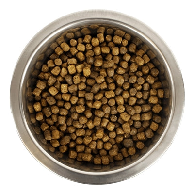 Yourdog Chien Français Blanc Et Orange Welpe 12 Kg