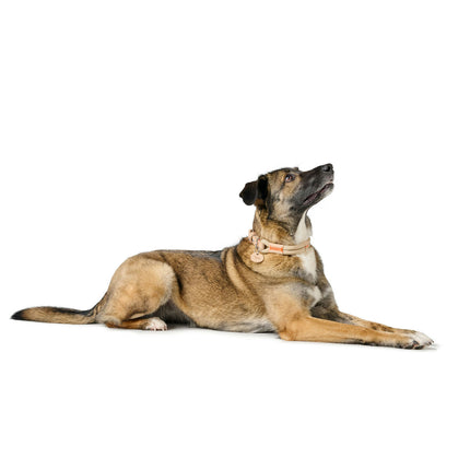Hunter Hundhalsband Hunter Malia Beige M/L 45-54 Cm