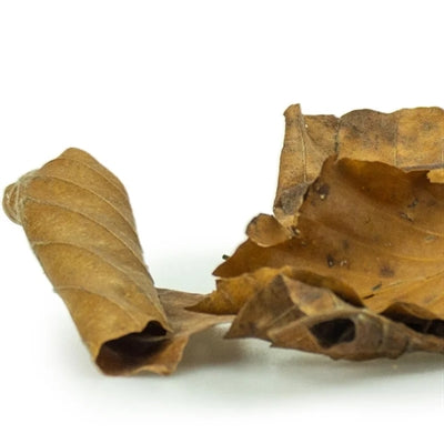 Back Zoo Nature Discovery Leaves Ca. 50 G R