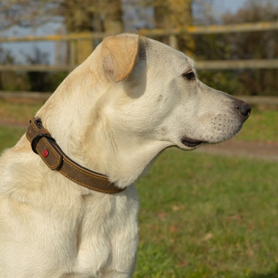 Zolux Expert Halsband Hund Premium Läder / Neopren Brun