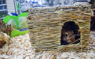 Nature First Glückliches Haustier Gras-Versteck