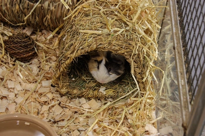 Happy Pet Grasiger Tunnel