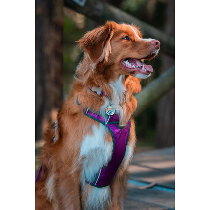 Red Dingo Hundsele Red Dingo Dingo 30-47 Cm 37-52 Cm Purpur S